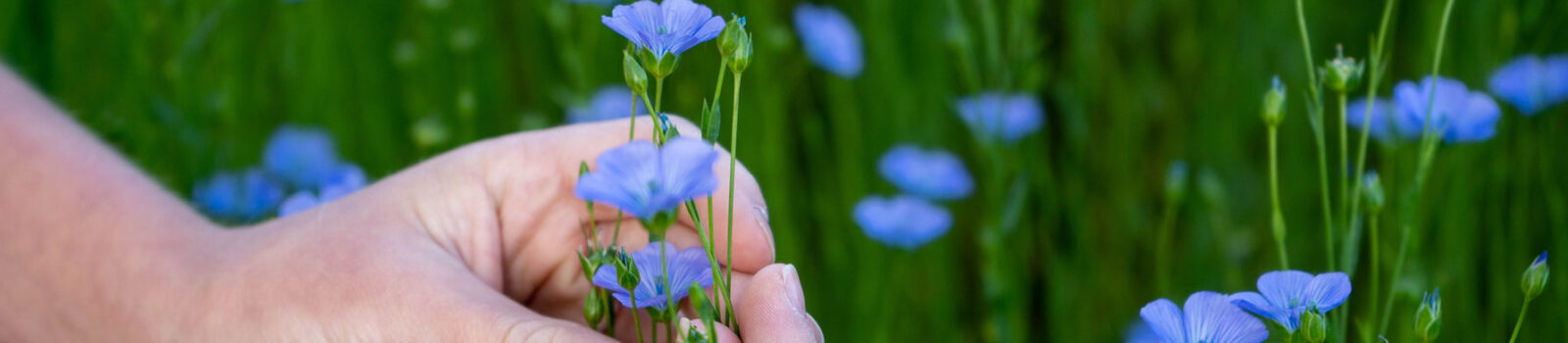 LES SOIRÉES BLEUES L’insolite en Plateau de Caux …